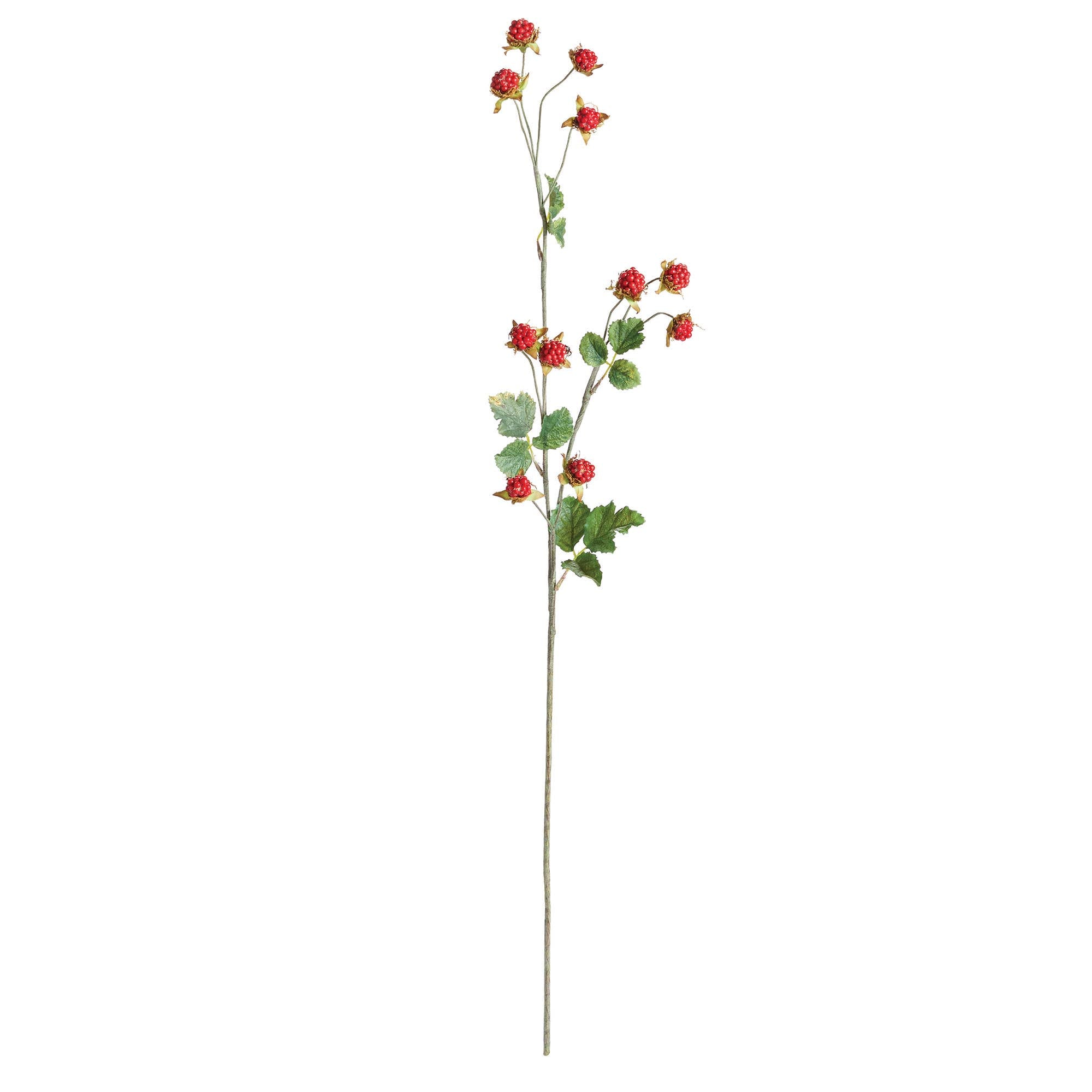 Wild Raspberry Stem 31"