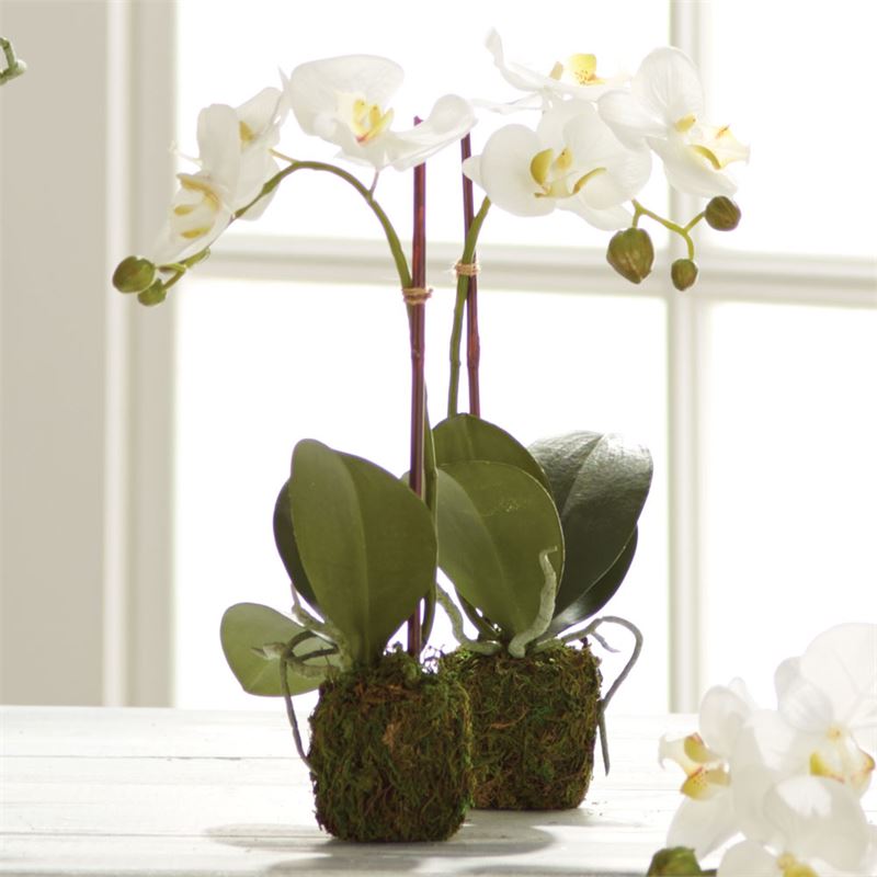 Phalaenopsis Orchid Drop In