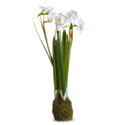 Narcissus Plant Drop In