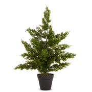 24" Potted Cedar Tree