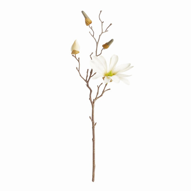 Small Star Magnolia Stem