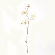 Large Star Magnolia Stem