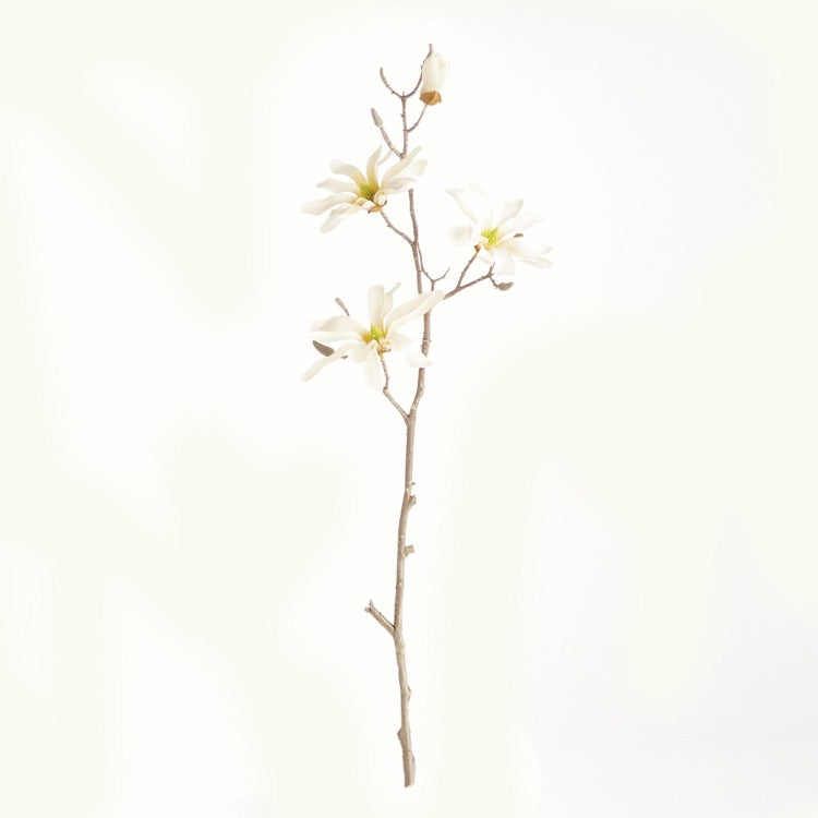 Large Star Magnolia Stem