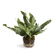 8.5" Echeveria Fern Drop-in