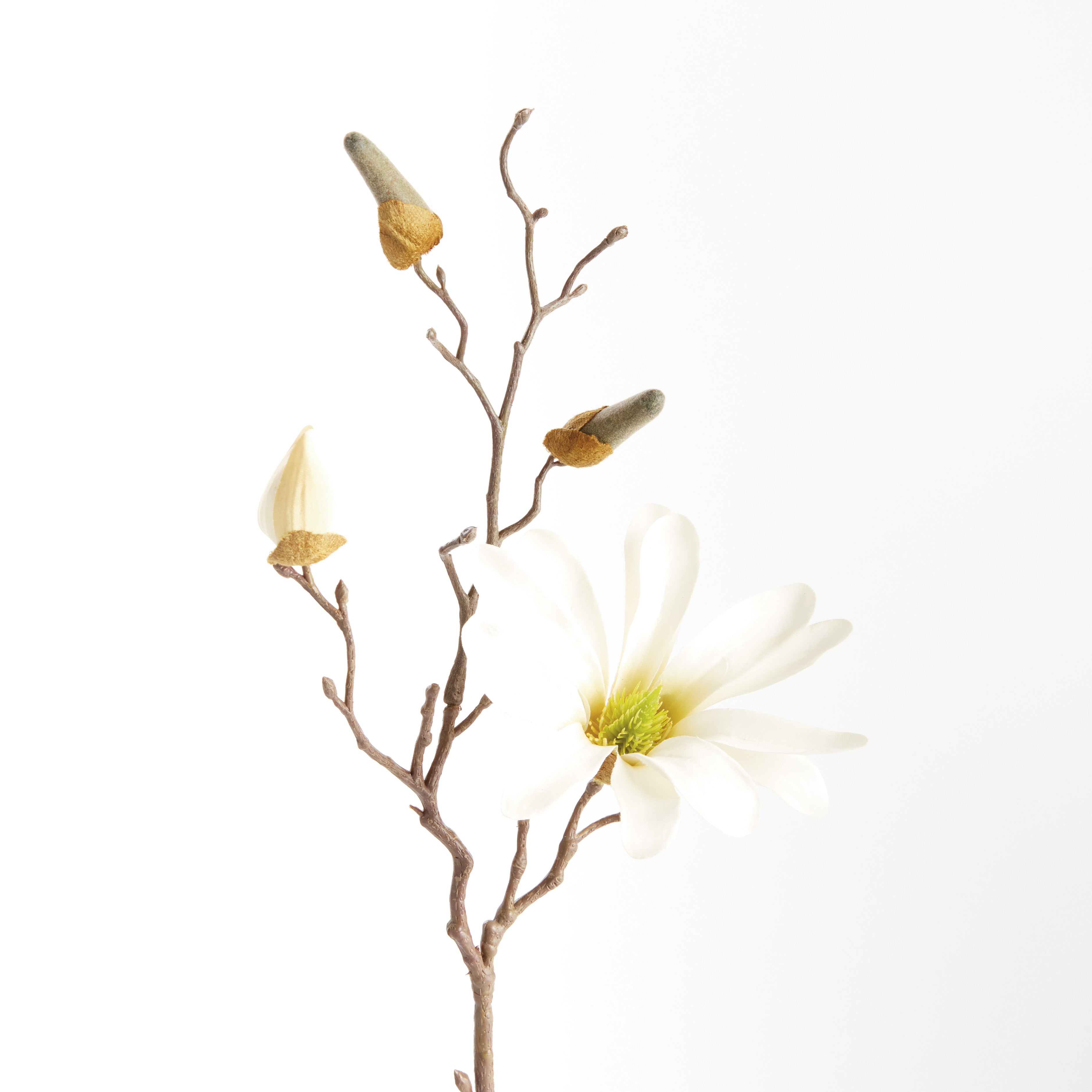 Small Star Magnolia Stem