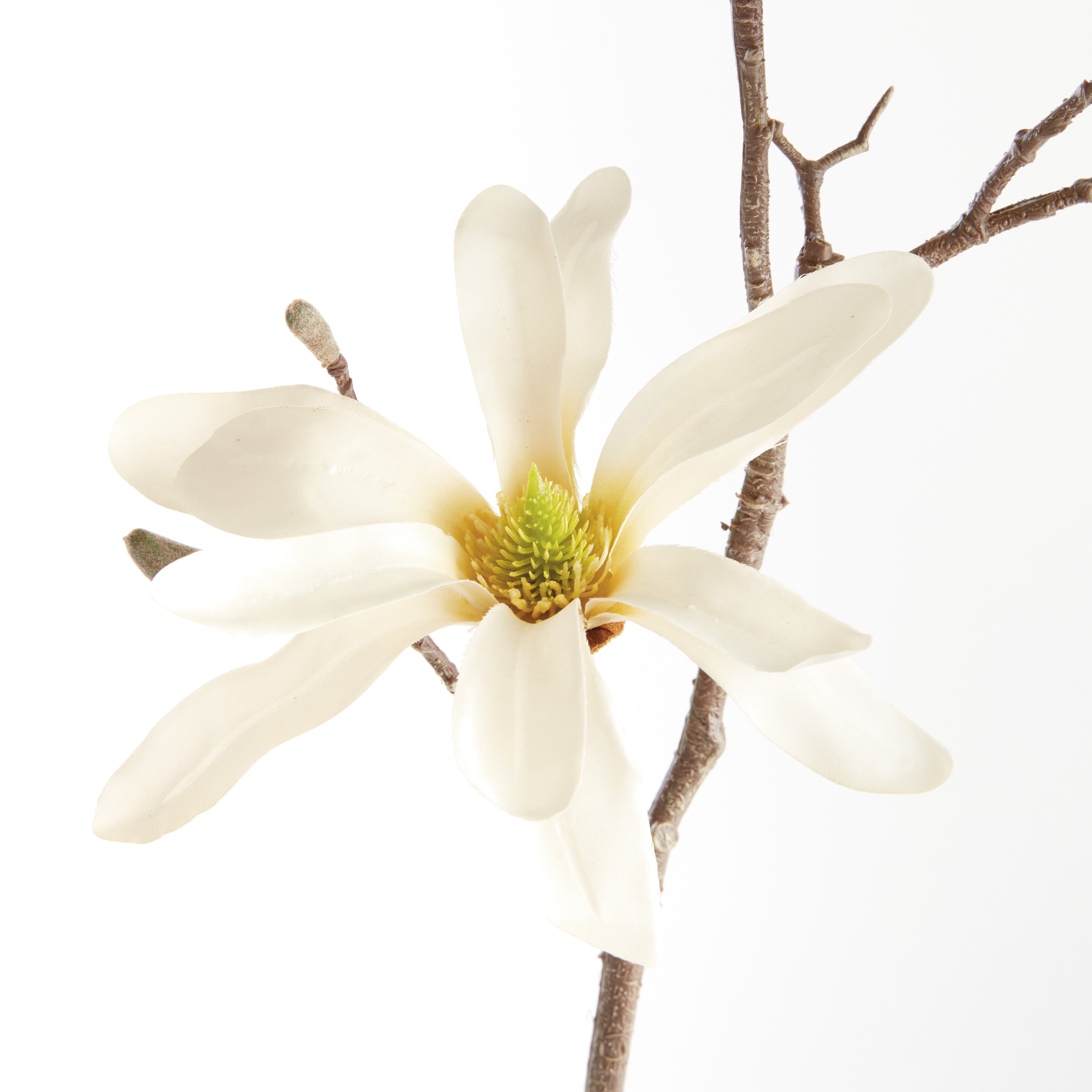 Large Star Magnolia Stem