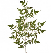 Nandina Spray