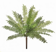 Forest Fern Bush