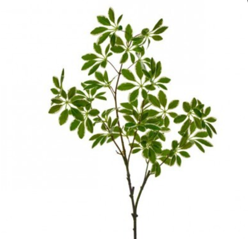 Euonymus Stem