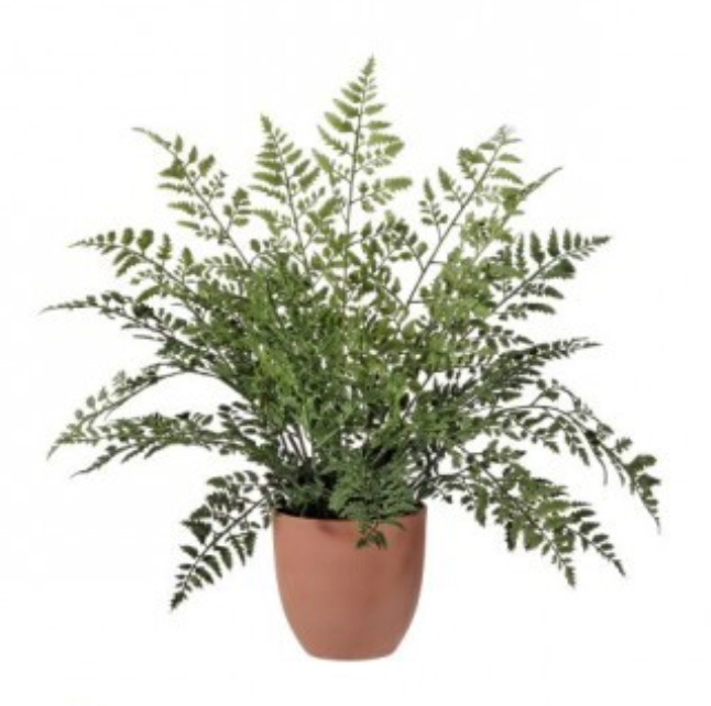Potted Maiden Fern