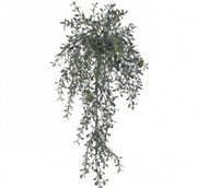 Hanging Tea Leaf Bush