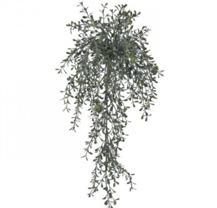 Hanging Tea Leaf Bush