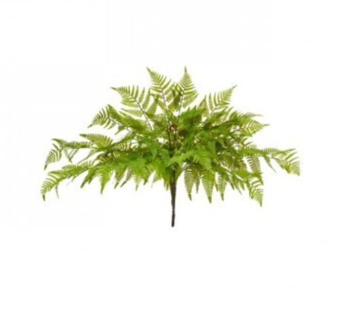 Leather Fern Plant