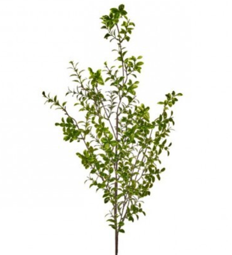 Green Cream Boxwood Branch