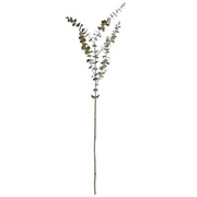 Eucalyptus Branch