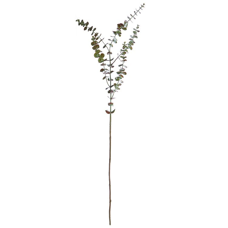 Eucalyptus Branch