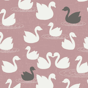 Swans A Swimming