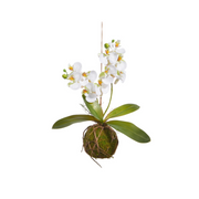 15" Real Touch White Orchid With Moss Ball